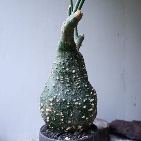 アデニア  グロボーサ      Adenia globosa       no.112413