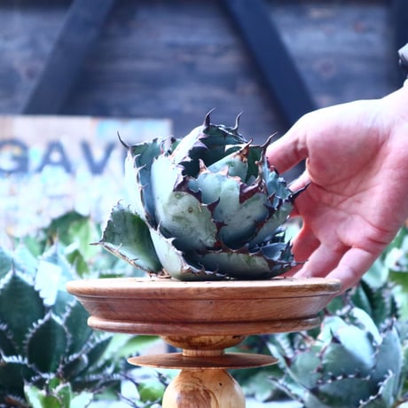 アガベ チタノタ　ブラック＆ブルー   Agave titanota black&bule   no.103-44