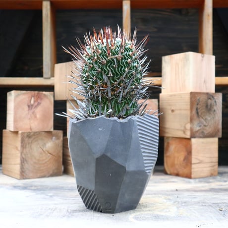 エキノフォスロカクタス 縮玉／Echinofossulocactus zacatecasensis   no.91812