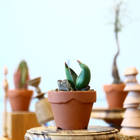 マッソニア | STORES