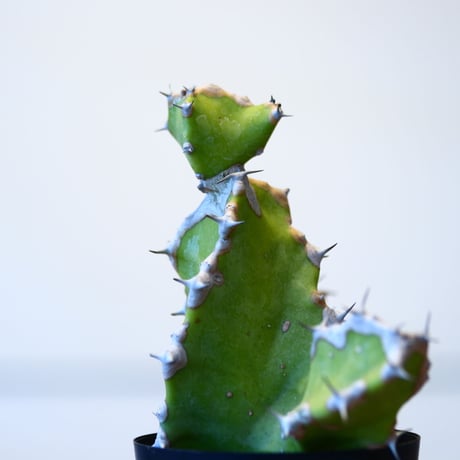 ユーフォルビア トルティリス / Euphorbia tortilis  no.51422
