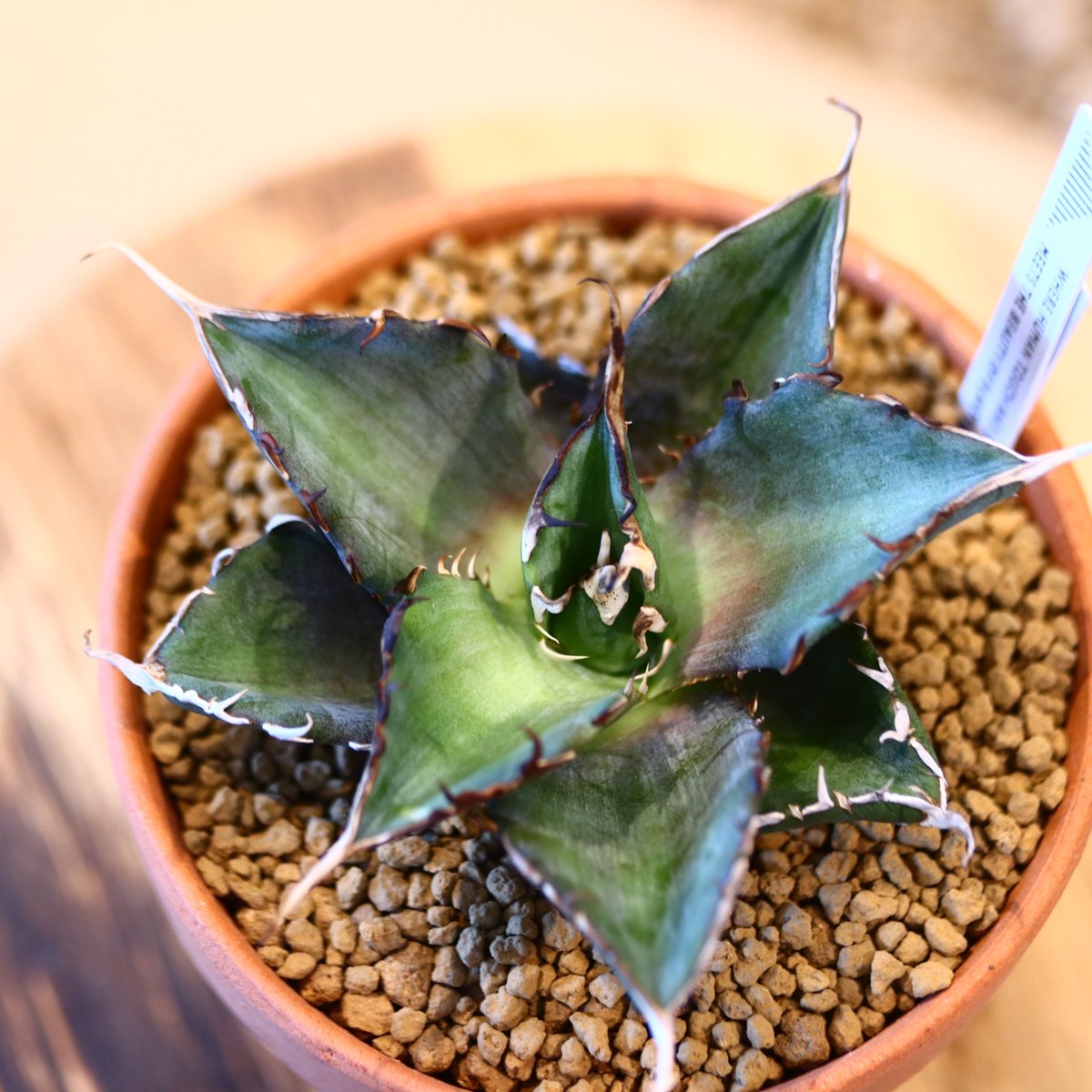 Agave titanota Hades × YAMABACHI no.123166 |...