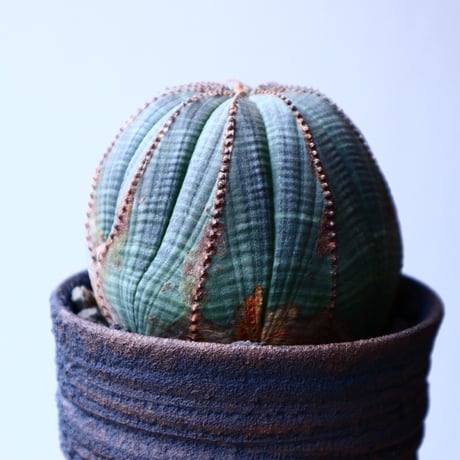 ユーフォルビア  オベサ   Euphorbia obesa   no.20311