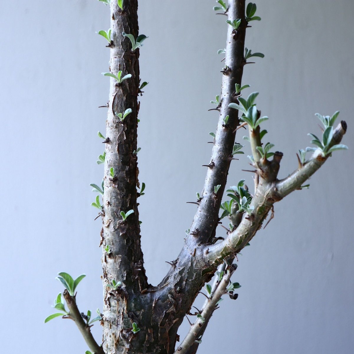 現品】セサモタムナス ルガルディー 8号 大株 天狗のゴマすり M24番