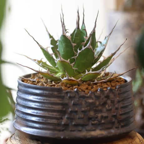 Agave horrida × Yuta Uchida   no.82501