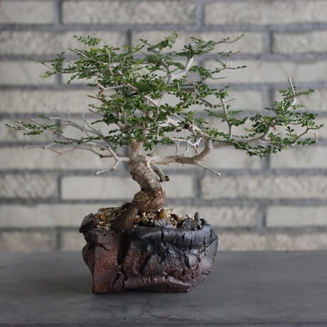 Operculicarya  pachypus × Fumio Kadoya (5号)  no.614/1