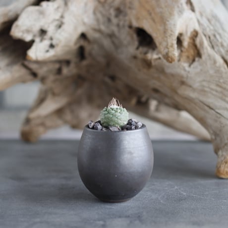 Strombocactus disciformis  × Kazuhiro Arima (2号)  no.629-29