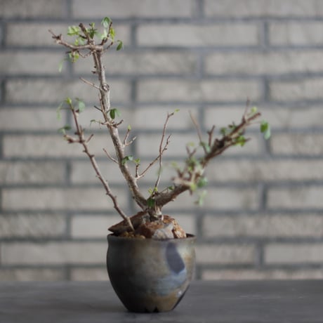 Bursera fagaroides ×Taku Higuchi / PLANETX (3.5号)  no.706-24