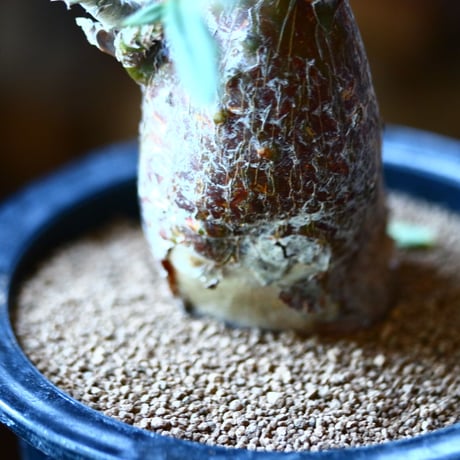 パキポディウム  サキュレンタム    Pachypodium Succulentum  no.111590