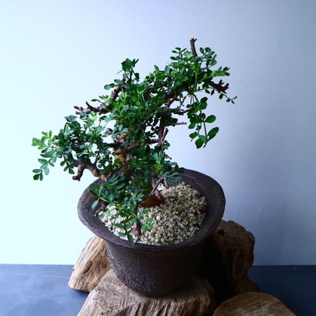 コミフォラ    ピンネイト リーブス   pinnate leaves No.051