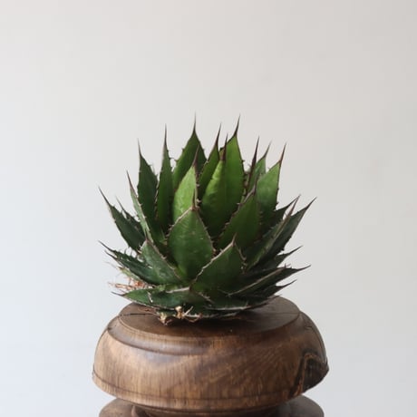 U.S. horrida (Agave horrida) / Style of Chika　no.1227-14