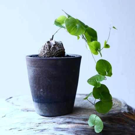 ディオスコレア   亀甲竜    Dioscorea elephantipe     no.11908