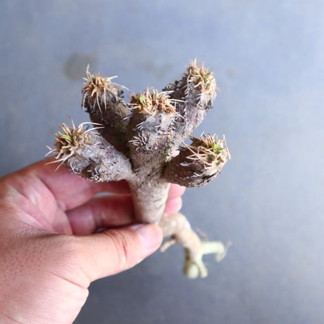 ユーフォルビア   ギラウミニアナ  Euphorbia guillauminiana  no.100605