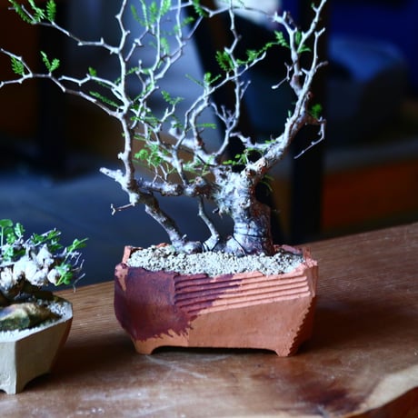 コミフォラ モンストローサ   Commiphora monstrosa   no.81650