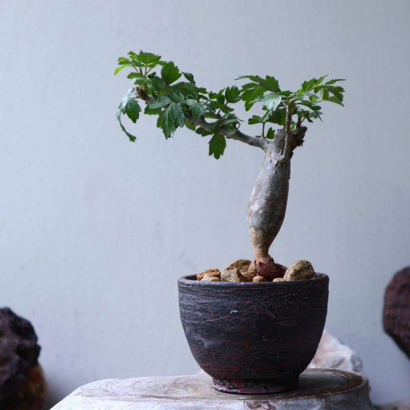 ブルセラ ファガロイデス Bursera fagaroides no.90121 | 芽の巣山