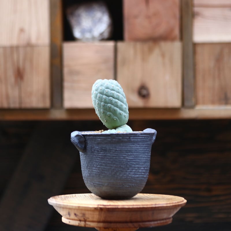 テフロカクタス ゲオメトリクス ／Tephrocactus geometricus no