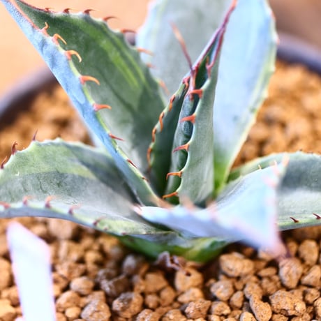 N/OH × Agave parrasana〝Fire ball”   no.41484