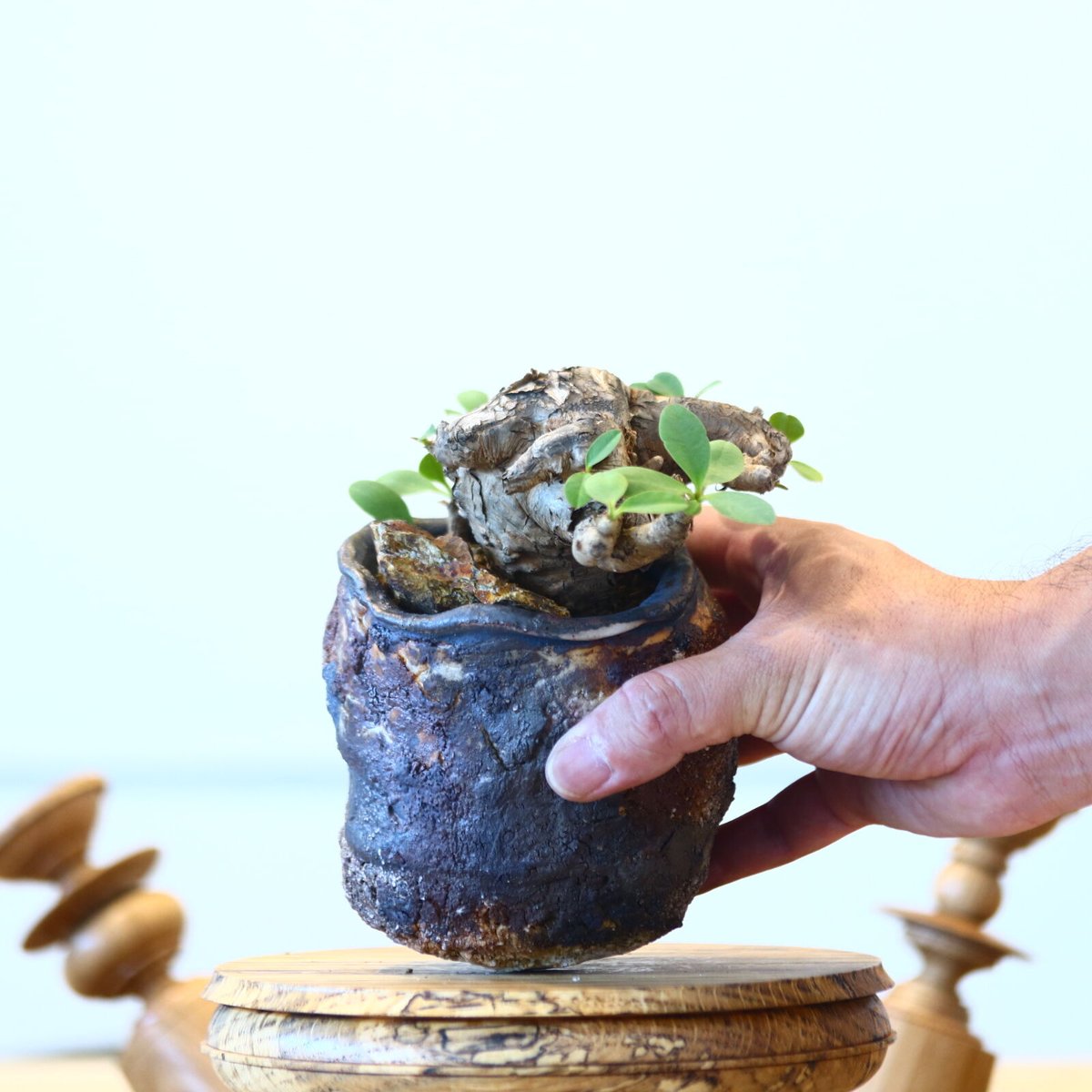 ユーフォルビア イトレメンシス / Euphorbia itremensi no.7301