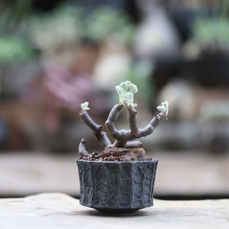 ペラルゴニム ミラビレ／Pelargonium mirabile  no.103027