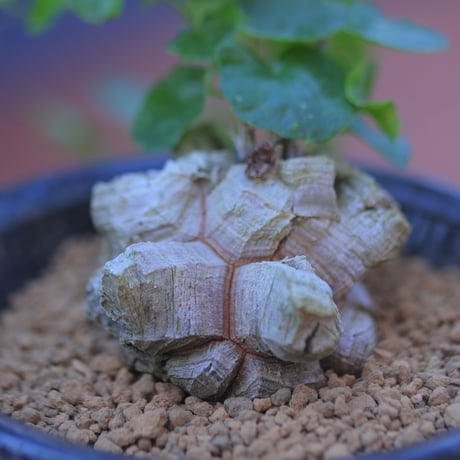 ディオスコレア   亀甲竜     Dioscorea elephantipe     no.20710-1
