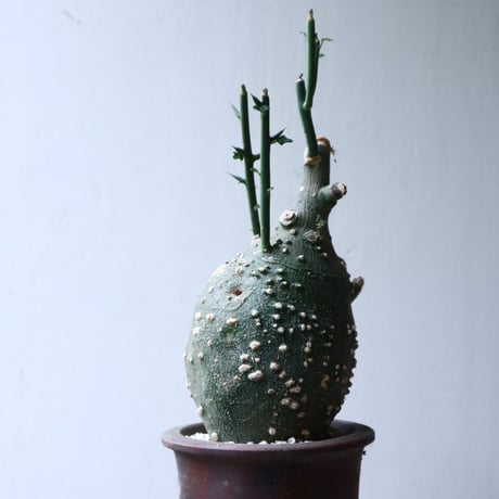 アデニア  グロボーサ      Adenia globosa       no.90813