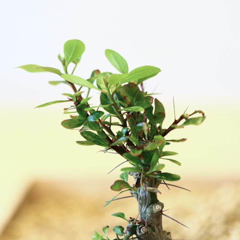 フォークイエリア ファシクラータ / Fouquieria fasciculata no.4 フォークイエリア ファシクラータ / Fouquieria fasciculata no.4