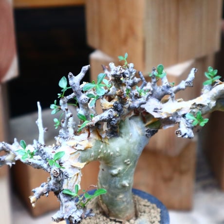 コミフォラ   ストックシアナ／Commiphora stocksiana  no.62647