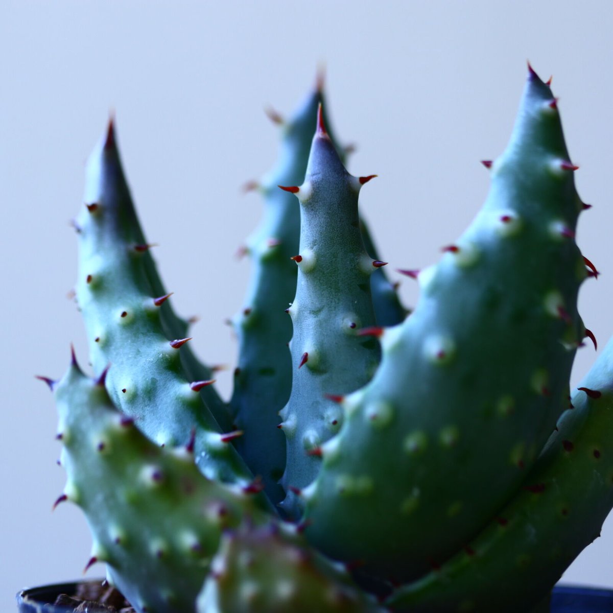 アロエ アクレアータ Aloe aculeata no.110803 | 芽の巣山