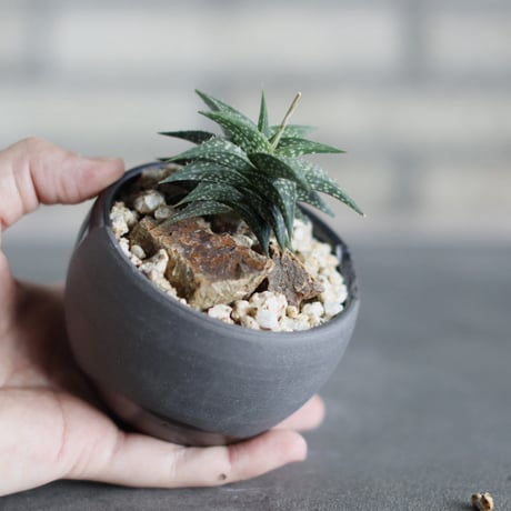 Aloe descoingsii × N/OH (3号)  no.524/39