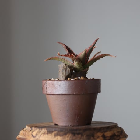 Aloe ‘Chiristmas Carol’ × YAMABACHI var.六本芽　 no.52616