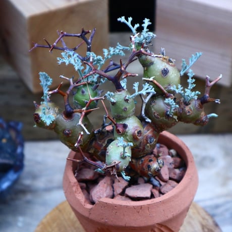 ペラルゴニウム  クリズミフォリウム／Pelargonium crithmifolium    no.  70429