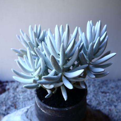 セネシオ  銀月     Senecio haworthii  no.11916