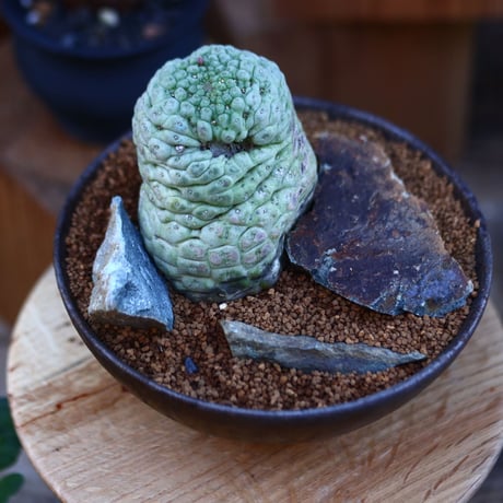 ラリレアキア カクティフォルメ  仏頭玉／Larryleachia cactiformis　no.112803