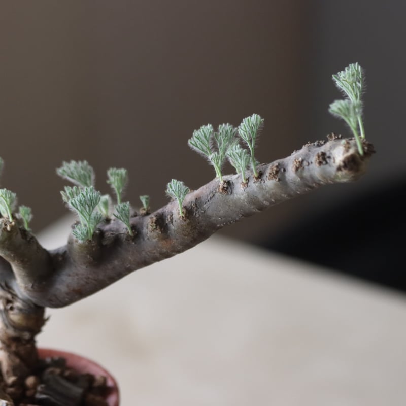Monsonia multifida × N/OH no.905-20 | 芽の巣山 Monsonia multifida × N/OH no.905-20 | 芽の巣山
