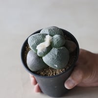 Ariocarpus fissuratus var. lloydii / 大疣連山 (3号鉢)  no.913/23