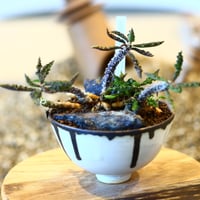 Euphorbia decaryi × たけろうポット  no.11416