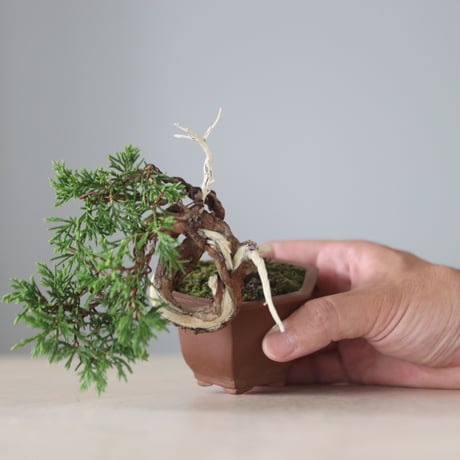真柏 / YOSHIZAWA3-SHOHINBONSAI   no.71412