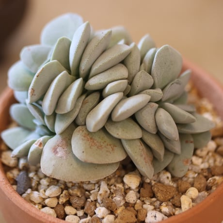 Crassula 呂千絵 × YAMABACHI  no.117-32