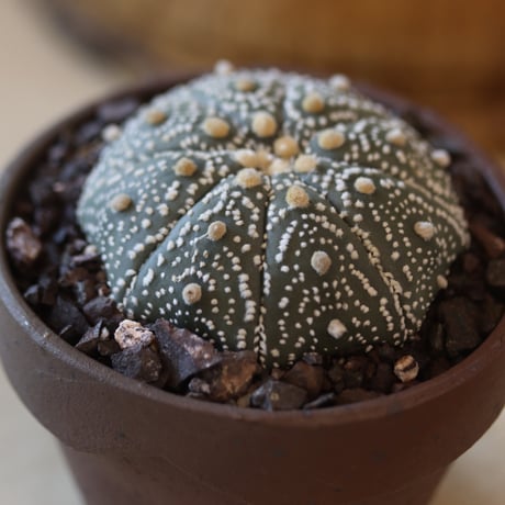 Astrophytum asterias 'Kabuto' × YAMABACHI var. 六本芽   no.124-46