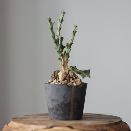 Euphorbia knuthii × N/OH  no.912-2