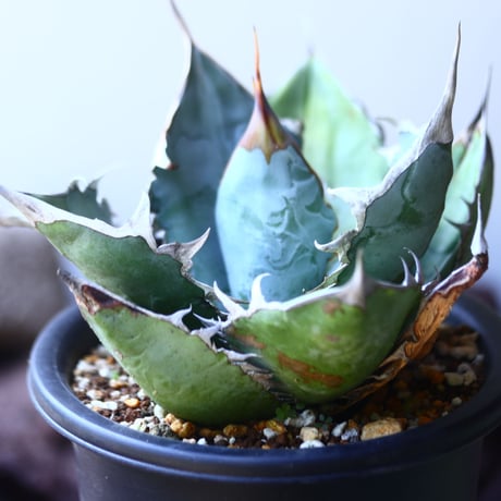 アガベ   チタノタ 　 Agave  titanota   no.53117