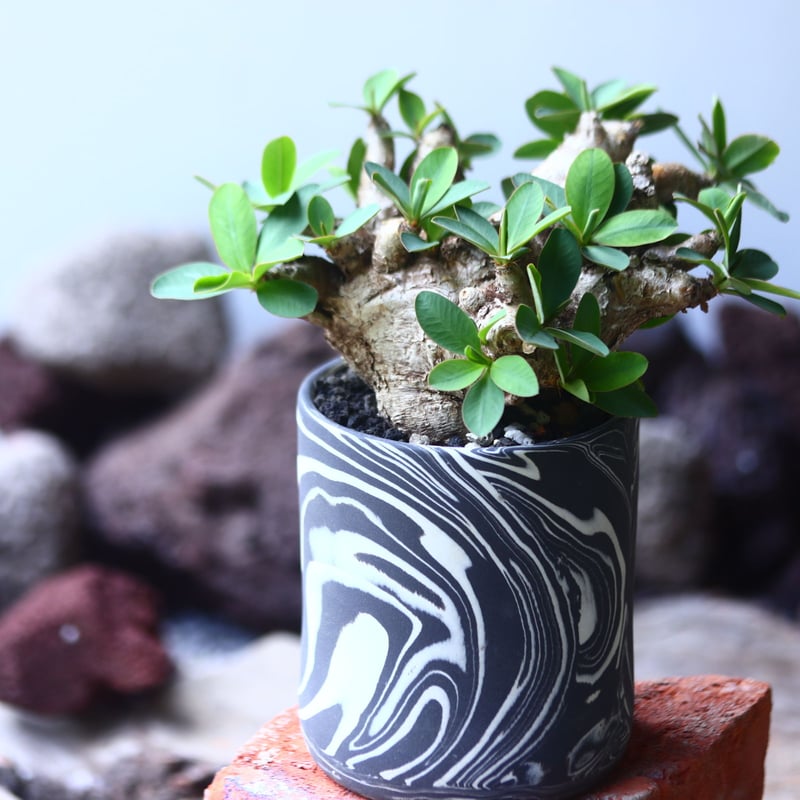 ユーフォルビア イトレメンシス Euphorbia itremensi no.5