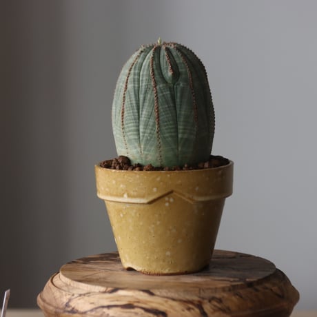 Euphorbia obesa × YAMABACHI var. Atsushi Funakushi  no.905-27