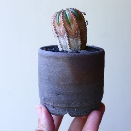ユーフォルビア  バリダ  hyb   Euphorbia valida  hyb   no.60204