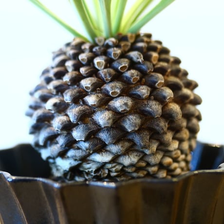 ユーフォルビア  鉄甲丸 実生 / Euphorbia bupleurifolia   no.82024