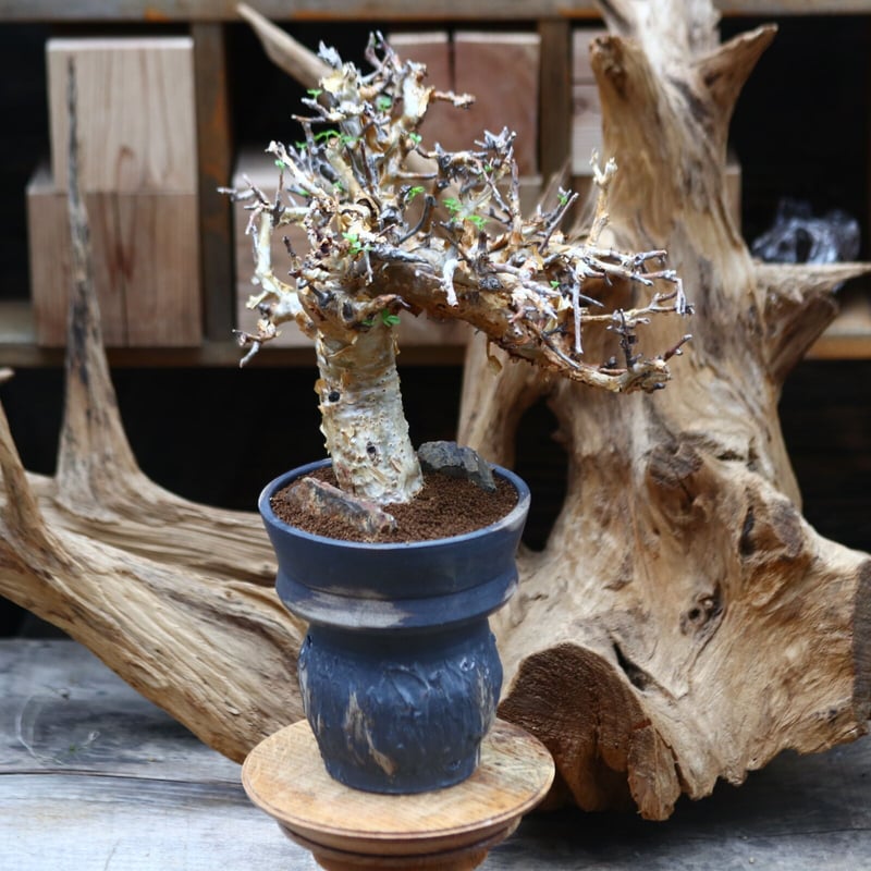 コミフォラ　ストックシアナ　現地球　発根済み　白　ぺりぺり コミフォラ ストックシアナ 現地球 発根済み 白 ぺりぺり