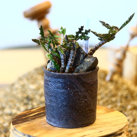 Euphorbia decaryi × 安西 桂　  no.11417