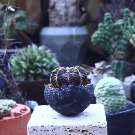 ギムノカリキウム   フィードリッフィーLB2178  Gymnocalycium friedrichii    no.41825