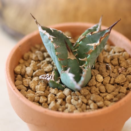 Agave titanota 姫厳竜 × YAMABACHI   no.124-36