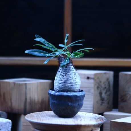 パキポディウム  グラキリス ／Pachypodium  gracilius     no.103156